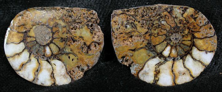 Iron Replaced Ammonite Fossil Pair #27533